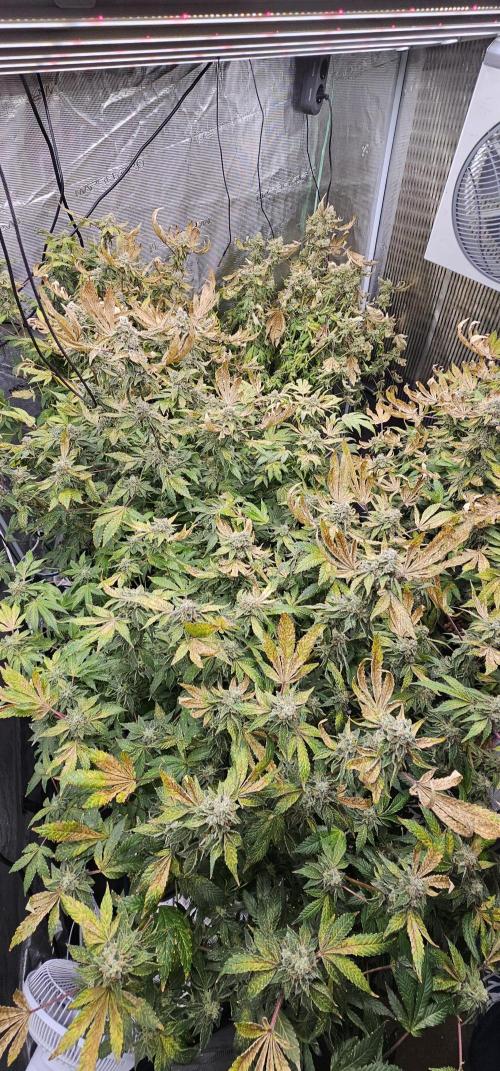 London pound cake x jealousy x zowahh. Week 14