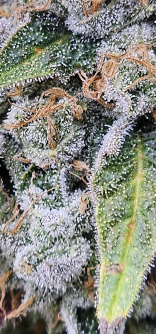 London pound cake x jealousy x zowahh. Week 16