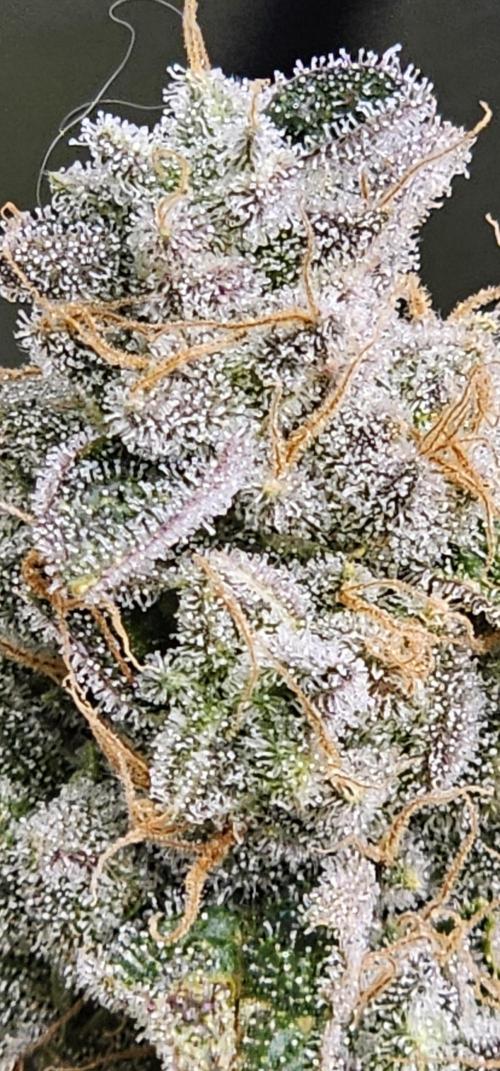 London pound cake x jealousy x zowahh. Week 16