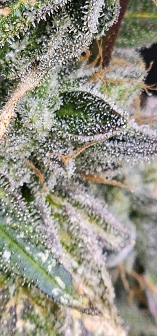 London pound cake x jealousy x zowahh. Week 16