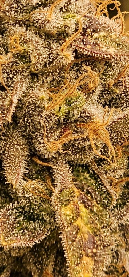 London pound cake x jealousy x zowahh. Week 16