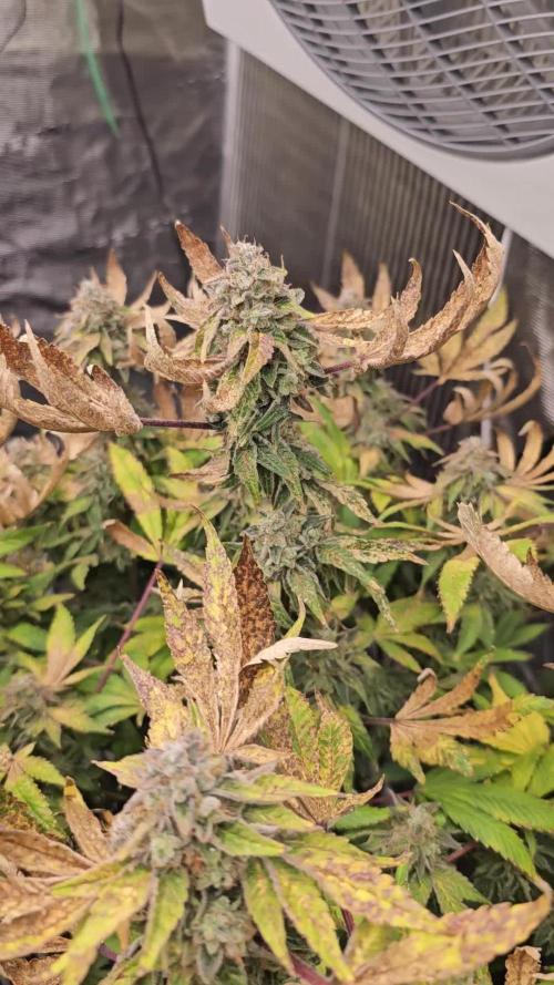 London pound cake x jealousy x zowahh