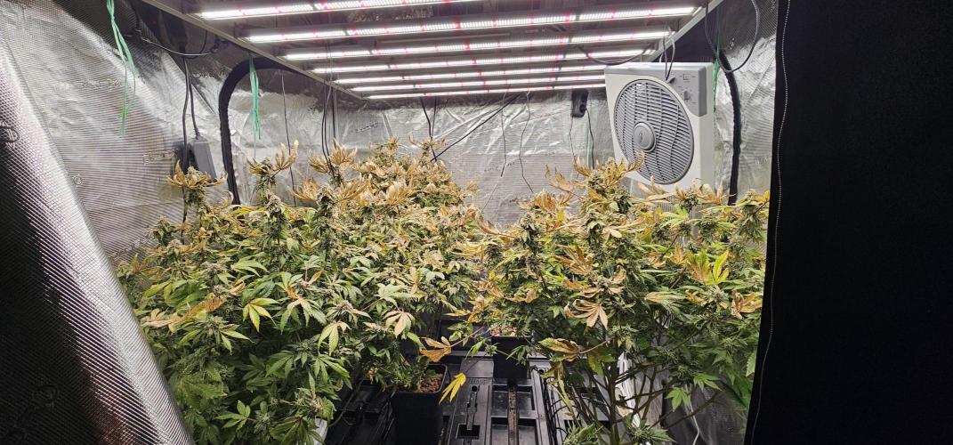 London pound cake x jealousy x zowahh. Week 16