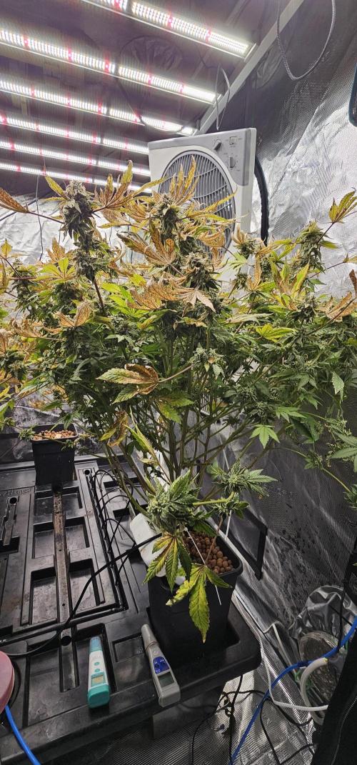 London pound cake x jealousy x zowahh. Week 16