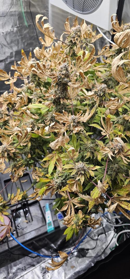 London pound cake x jealousy x zowahh. Week 17