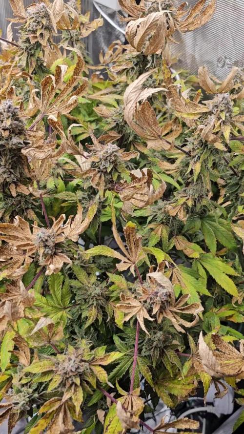 London pound cake x jealousy x zowahh