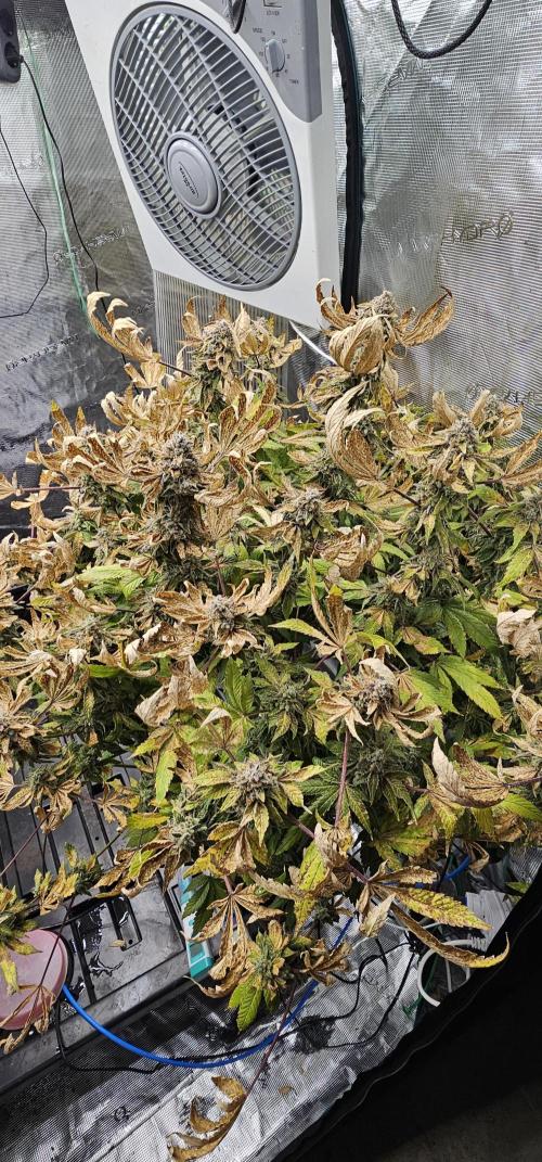 London pound cake x jealousy x zowahh. Week 17