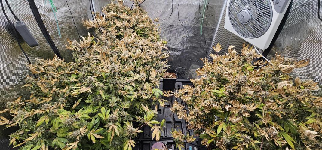 London pound cake x jealousy x zowahh. Week 17