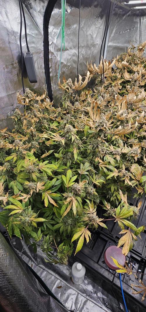 London pound cake x jealousy x zowahh. Week 17