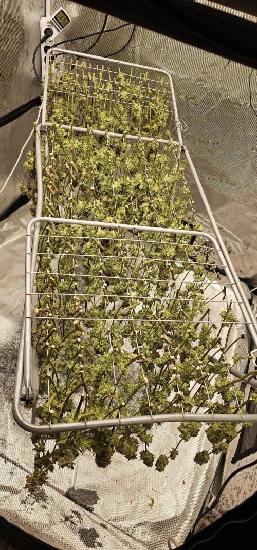 London pound cake x jealousy x zowahh. Week 18