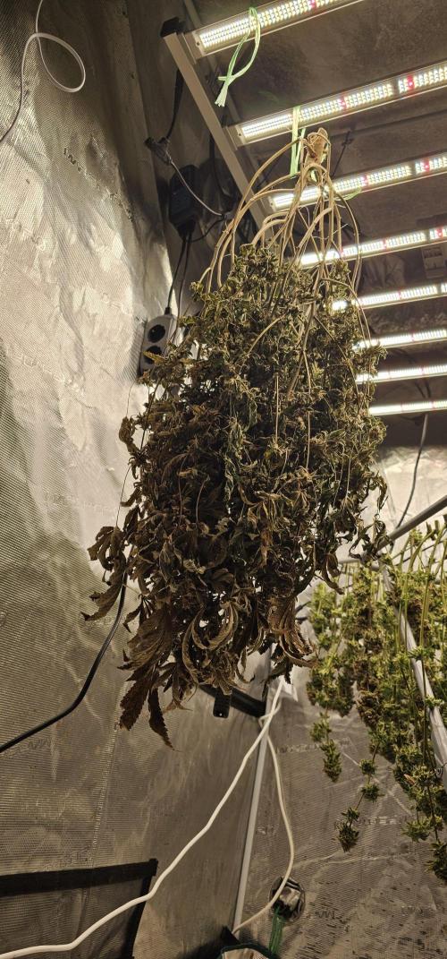 London pound cake x jealousy x zowahh. Week 18