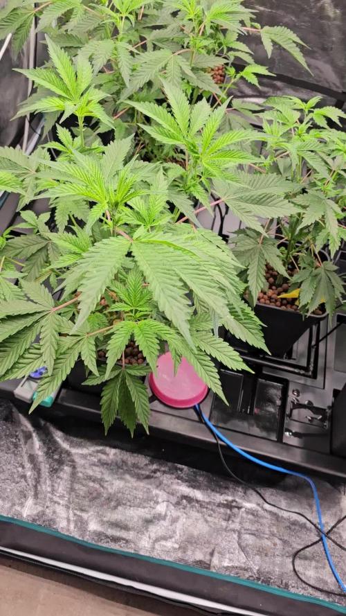 Chimera 2 hydro