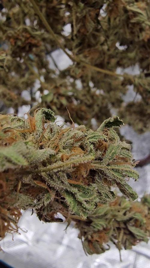 Gelato 