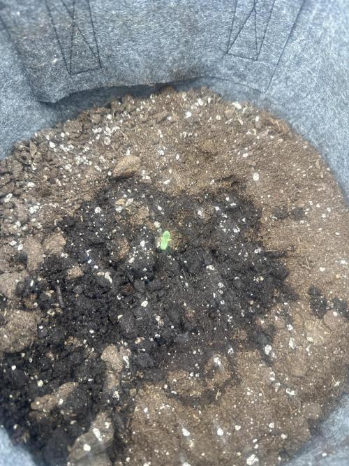 Small 2x2. Week 0 - Wedding cheesecake auto 