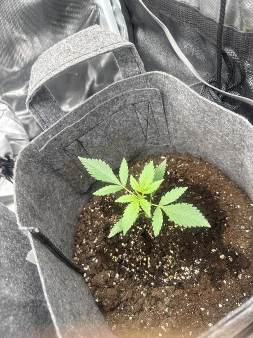 Small 2x2. Week 1 - Wedding cheesecake auto