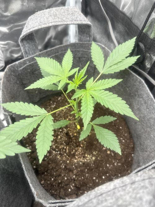 Small 2x2. Week 2 - Wedding cheesecake auto started slow but has been grow fast this past week