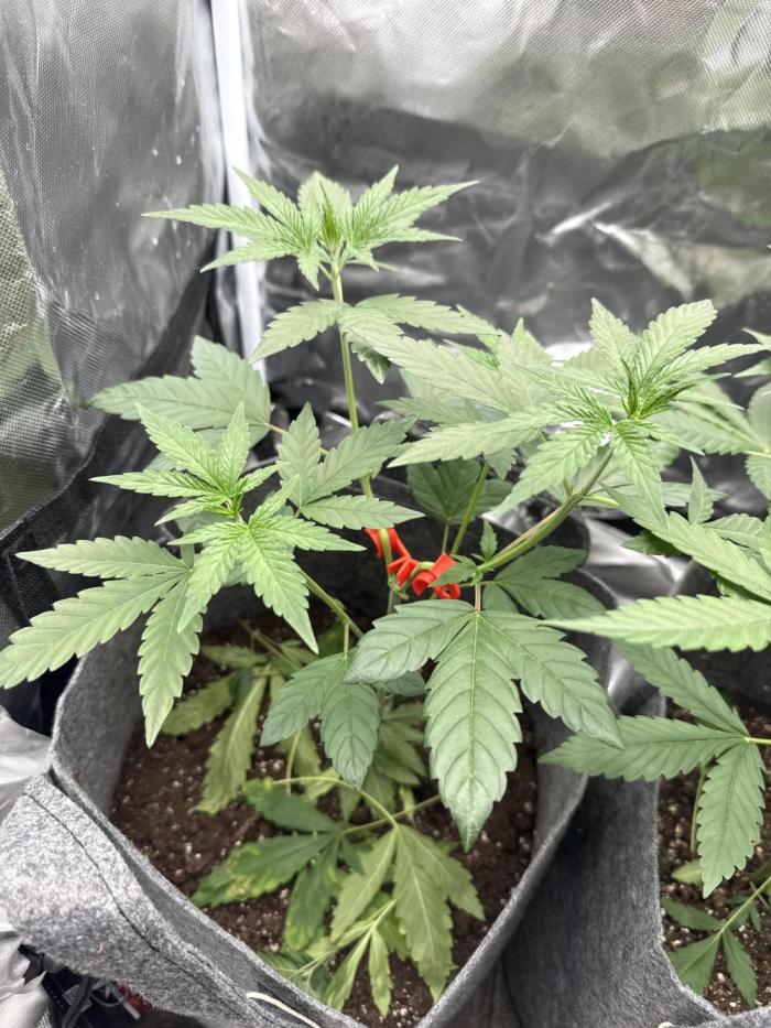 Small 2x2. Week 3 - Blue gelato 41 