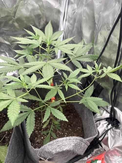 Small 2x2. Week 4 - Wedding cheesecake auto 
