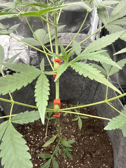Small 2x2. Week 4 - Wedding cheesecake LST 