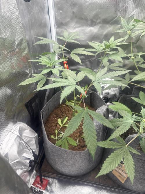 Small 2x2. Week 5 - Blue gelato 41, nice and healthy 