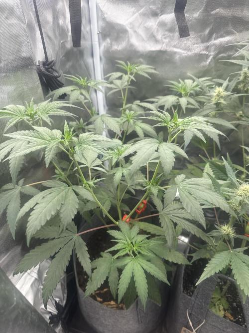 Small 2x2. Week 6 - Blue gelato 41
