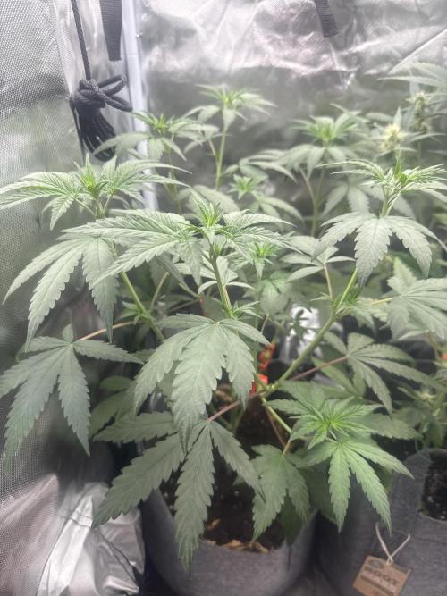 Small 2x2. Week 6 - Blue gelato 41