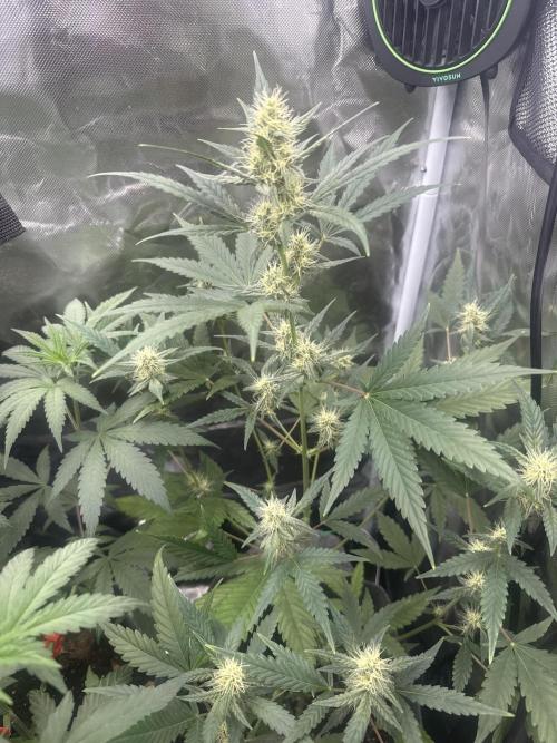 Small 2x2. Week 6 - Wedding cheesecake 