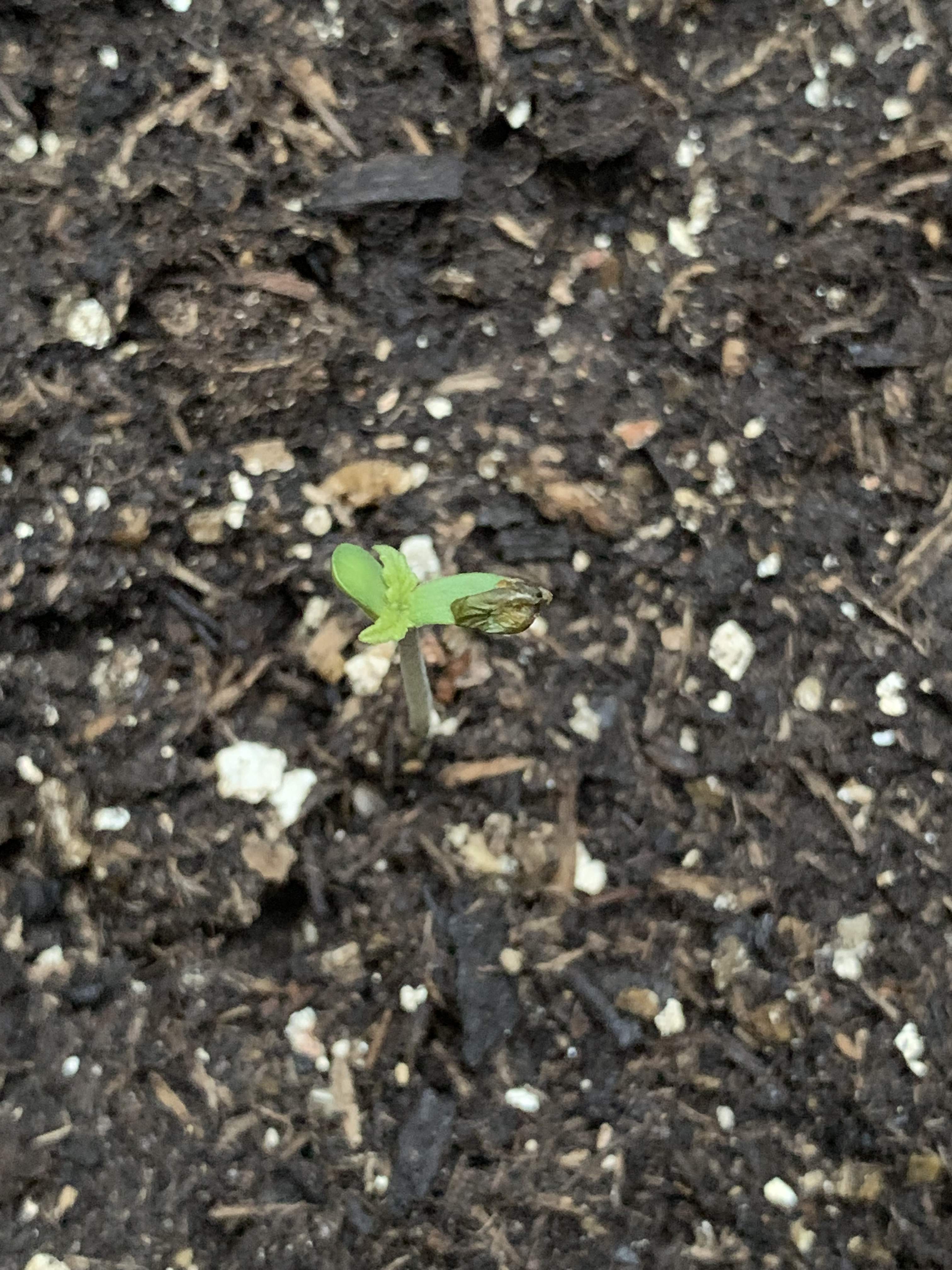 Fast Buds Girl Scout Cookies Auto grow diary (journal) week1 by