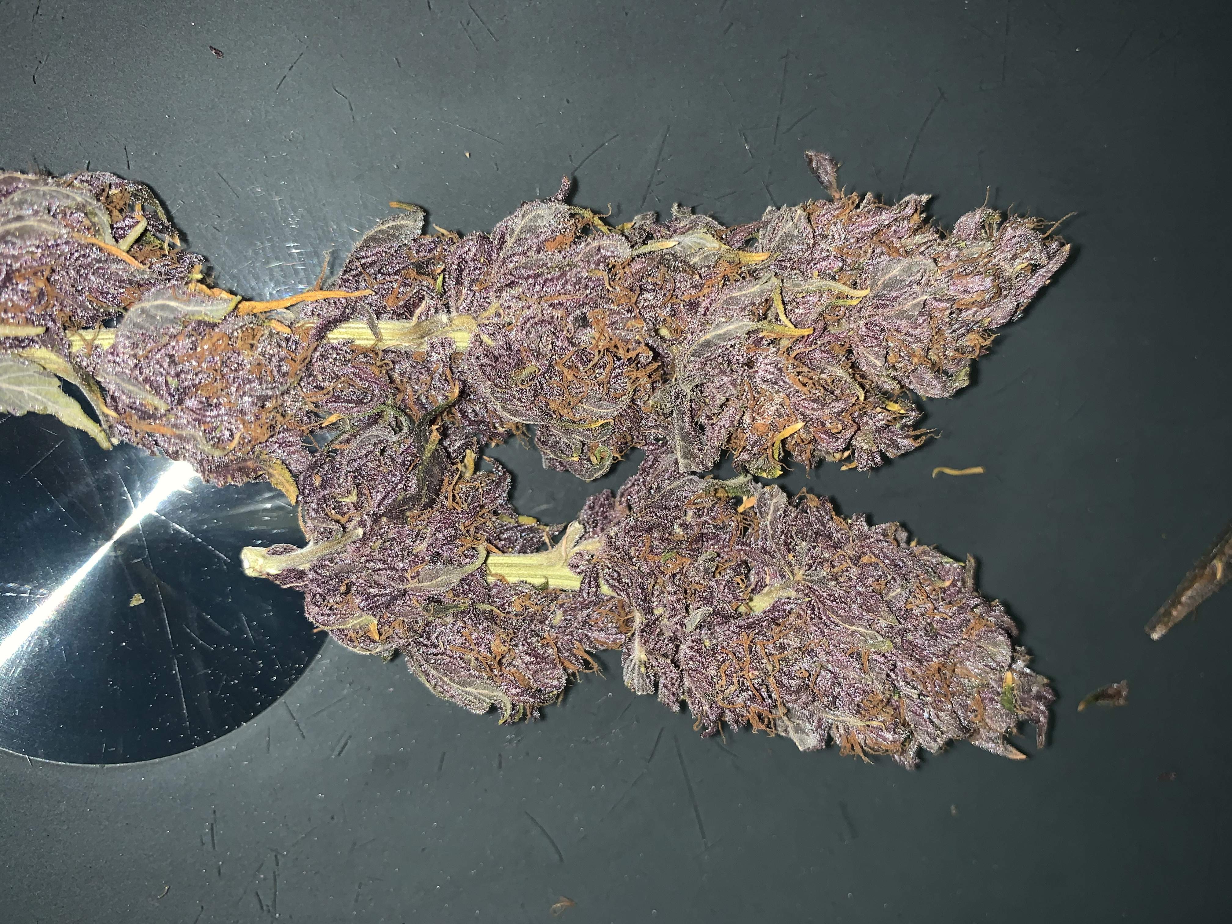 Sweet Seeds Red Hot Cookies grow diary (journal) harvest11 by