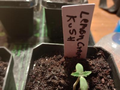 Comment by Gorillagrower photo #1