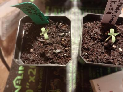 Comment by Gorillagrower photo #3