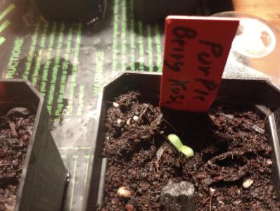 Comment by Gorillagrower photo #4