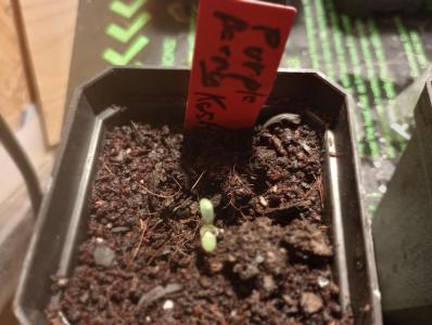 Comment by Gorillagrower photo #5