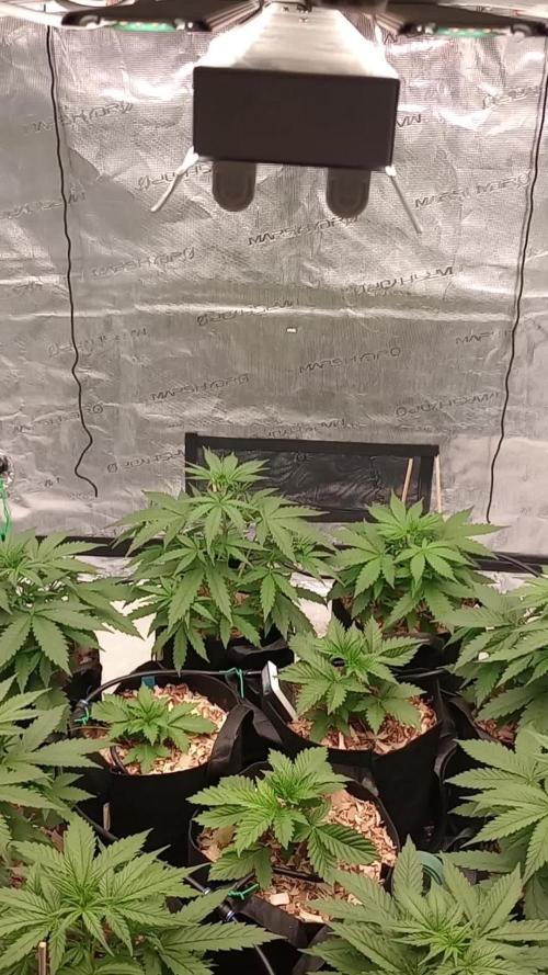 Dutch Blue Automatic