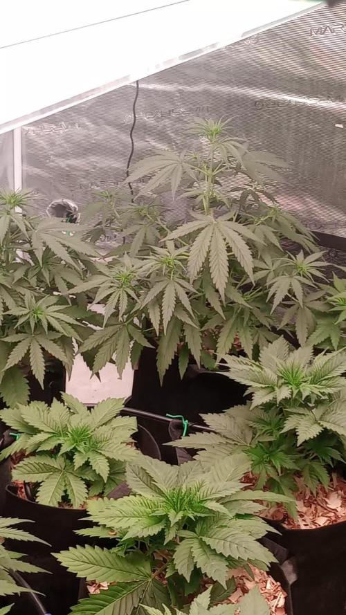Dutch Blue Automatic