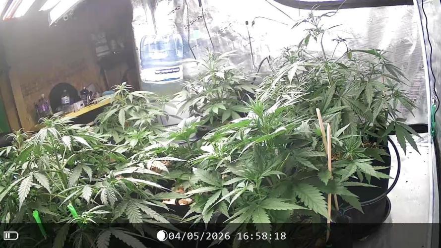 Dutch Blue Automatic. Week 6 - Real Growers- Recharge. As a result of thee.