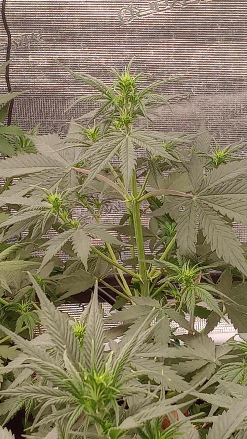 Dutch Blue Automatic. Week 6 - Flower's my heart was pounding when I saw this practically overnight. 😍😎