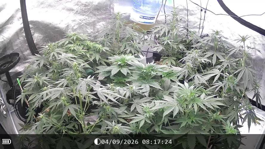 Dutch Blue Automatic