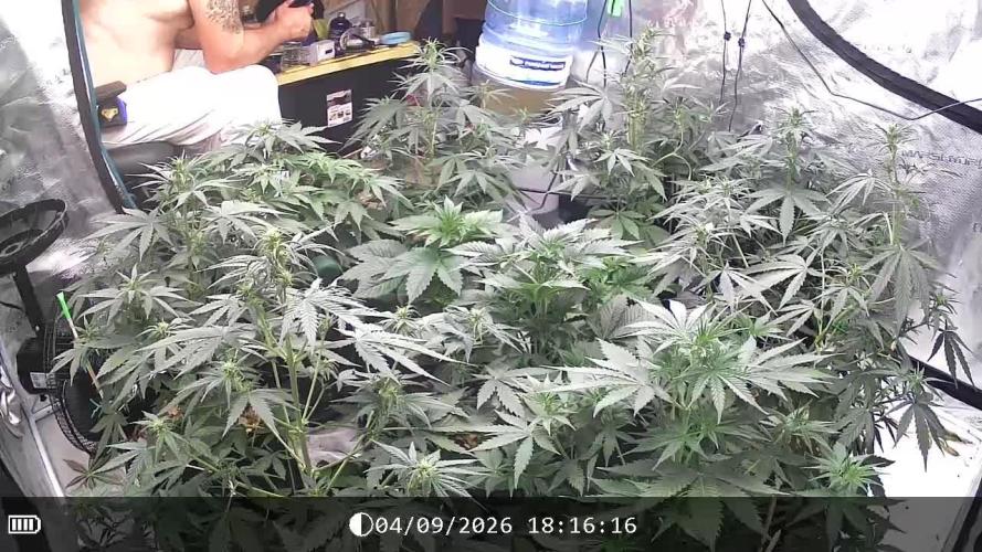 Dutch Blue Automatic