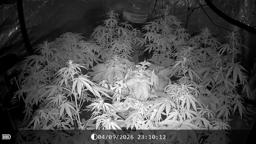 Dutch Blue Automatic. Week 6 - Sleeping beauty...