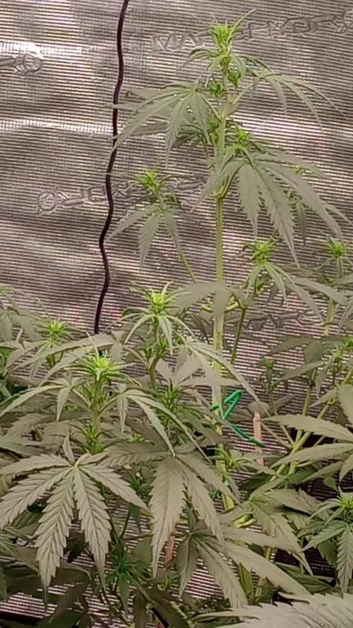 Dutch Blue Automatic