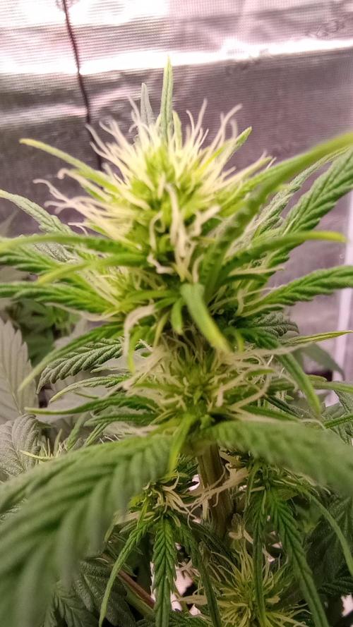 Dutch Blue Automatic. Week 7