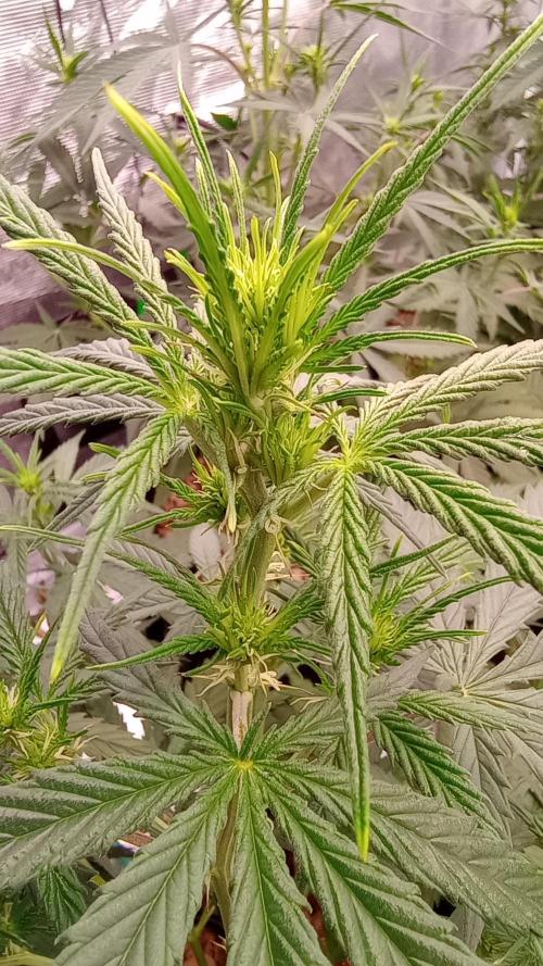 Dutch Blue Automatic. Week 7