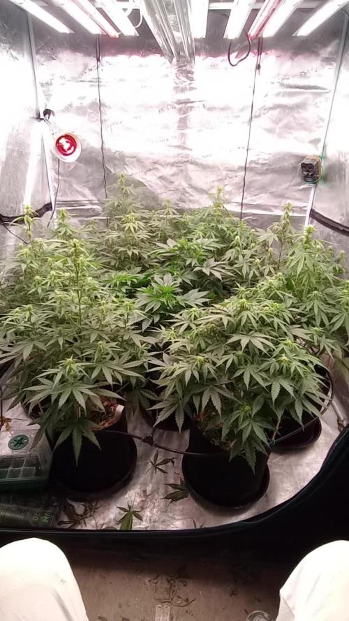 Dutch Blue Automatic