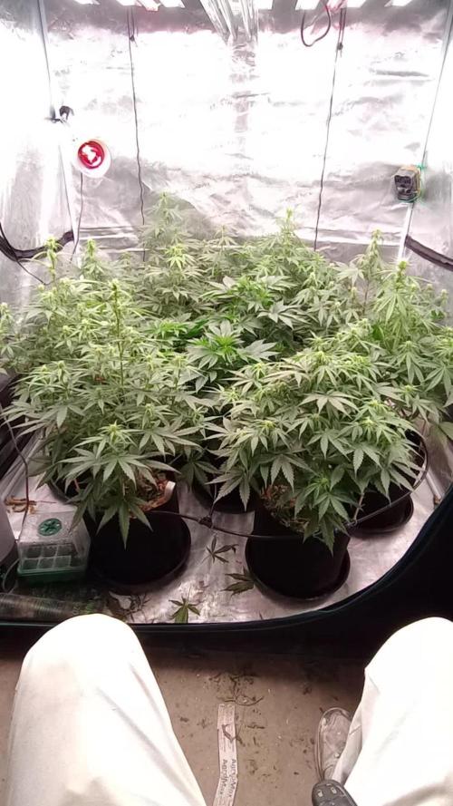 Dutch Blue Automatic