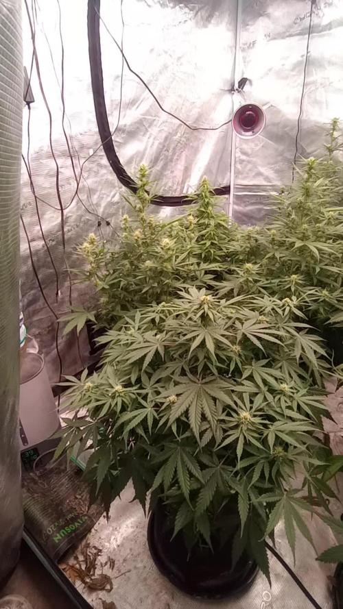 Dutch Blue Automatic