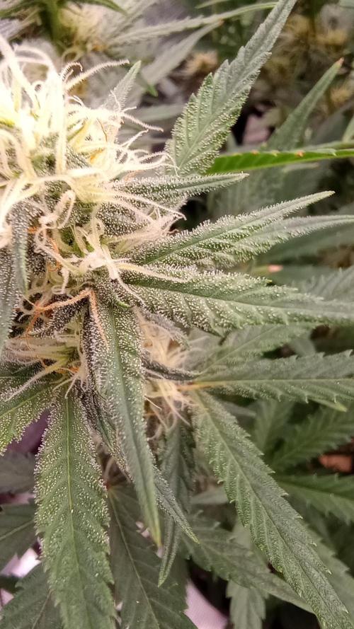 Dutch Blue Automatic. Week 8 - I noticed trichomes today!