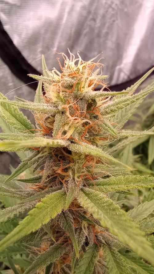 Dutch Blue Automatic. Week 8