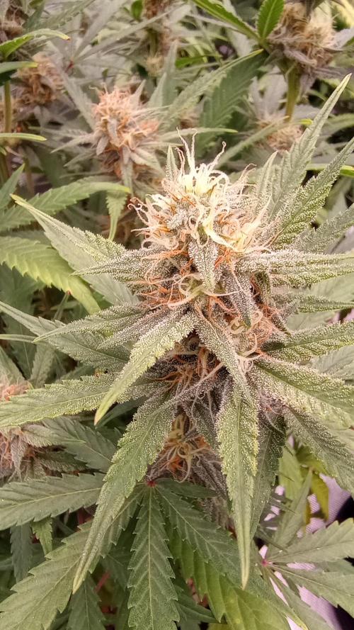 Dutch Blue Automatic. Week 8