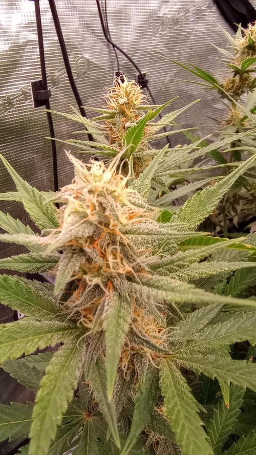 Dutch Blue Automatic. Week 8